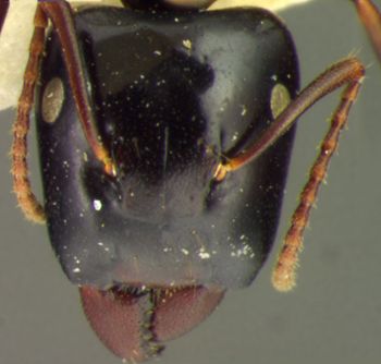 Media type: image; Entomology 8721   Aspect: head frontal view